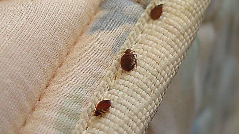 bedbugs for alcohol production